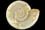 Perisphinctes Ammonite - Jurassic #108714-1